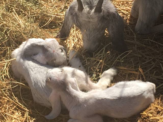 mamaandbabygoats.JPG